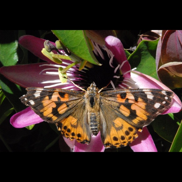 Posh Ambassador - Picture 1 of 1